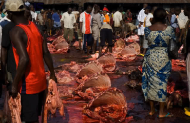 Clampdown on illegal Abattoirs begins in Lagos