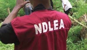 NDLEA halts screening of new recruits