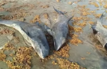 Dead dolphins wash ashore beaches in Ghana