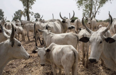 Katsina and Niger states order closure of cattle markets